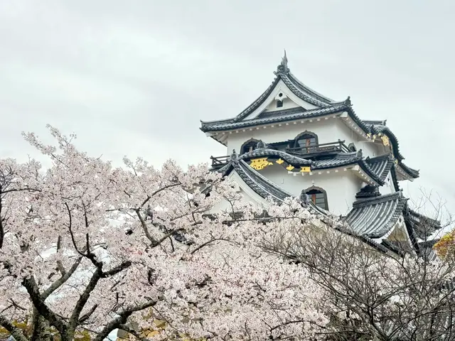 樱花簇拥下的白色天守