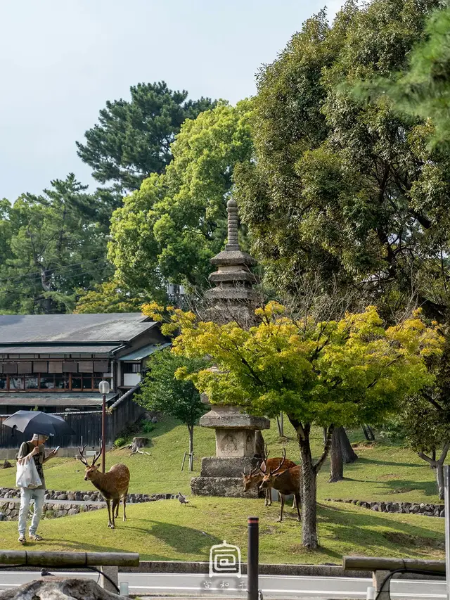 寺域草地上的石塔和鹿