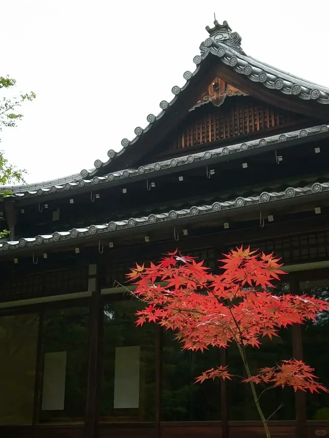 永观堂殿宇屋檐前的一枝红枫