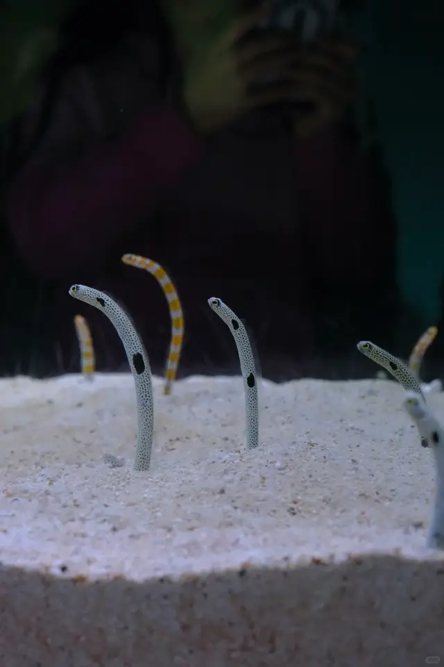 海游馆花园鳗展缸,白沙里探出头的花园鳗