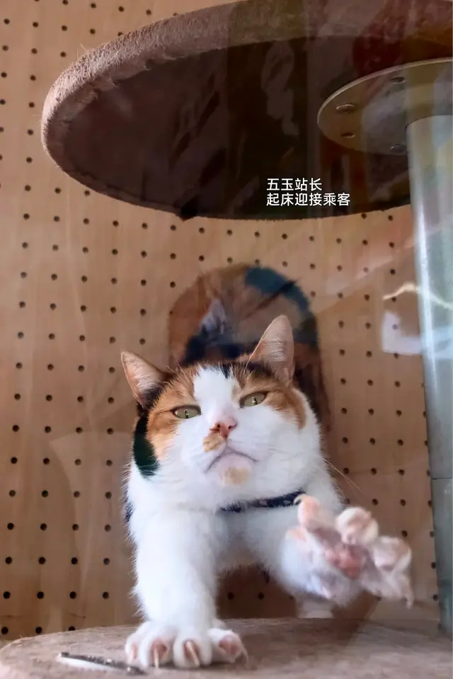 站长猫五玉