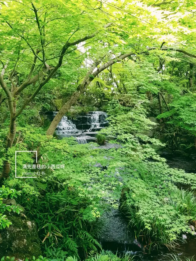 绿荫中的叠水瀑布造景