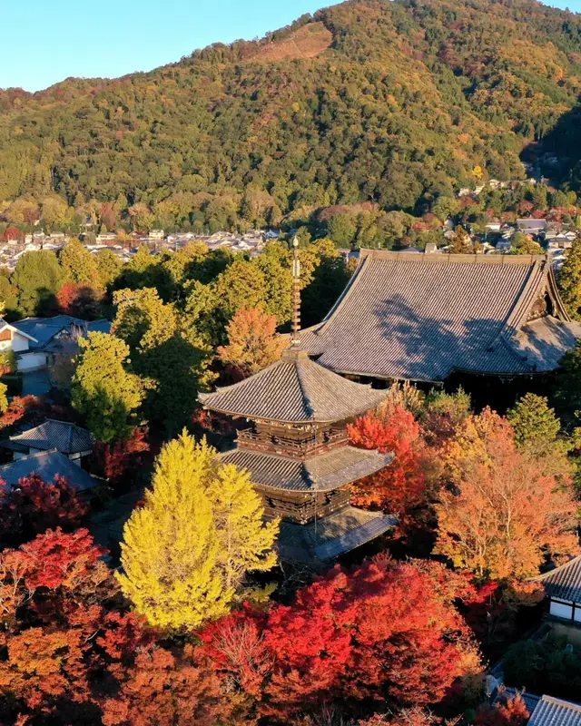 俯瞰真如堂三重塔、本堂与满山红叶