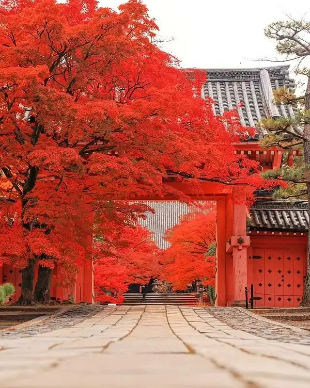 红色山门与参道红枫