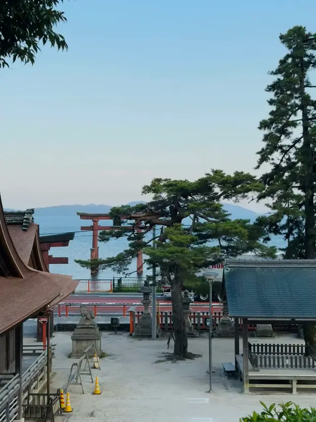 从神社境内高处望出去,松树后是湖中鸟居