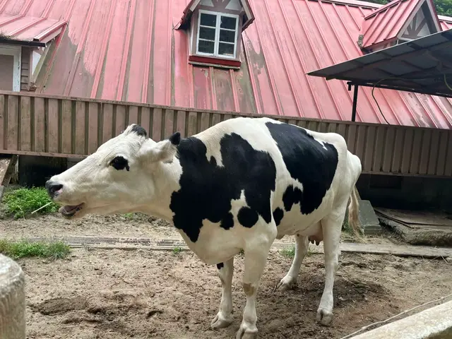 牧场红屋顶前的奶牛