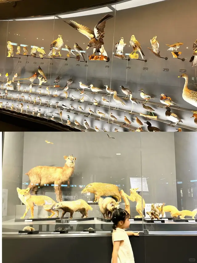 鸟类标本墙和本地动物标本展柜(上下拼图,下方有个小孩但不是主体)