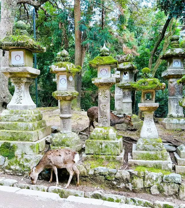 林间长满青苔的成排石灯笼与鹿