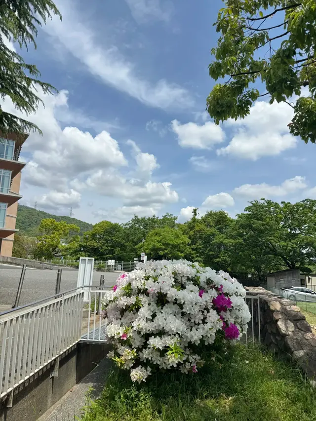 校园坡道台阶与杜鹃花、远山