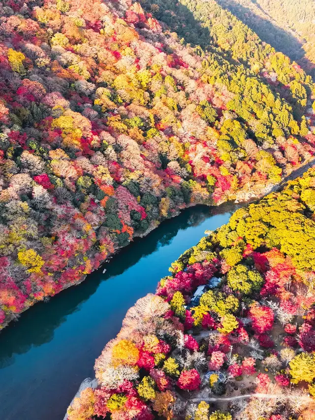航拍红叶满山夹着碧绿的保津川
