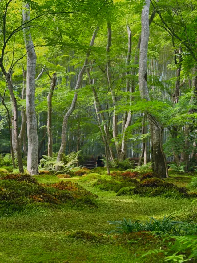 祇王寺苔庭与枫树林(岚山古寺)