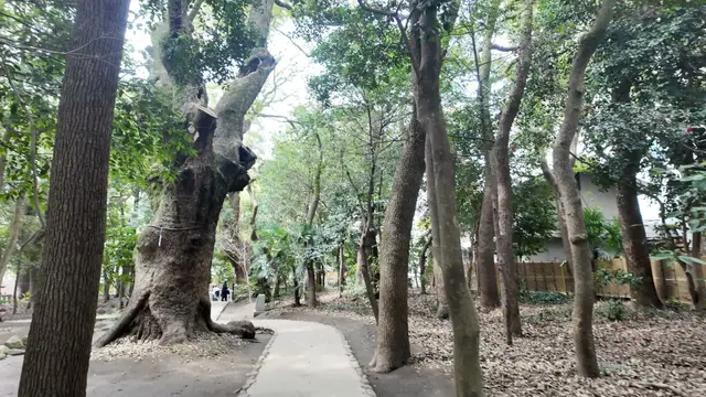 神社后面的生田之森林间小路
