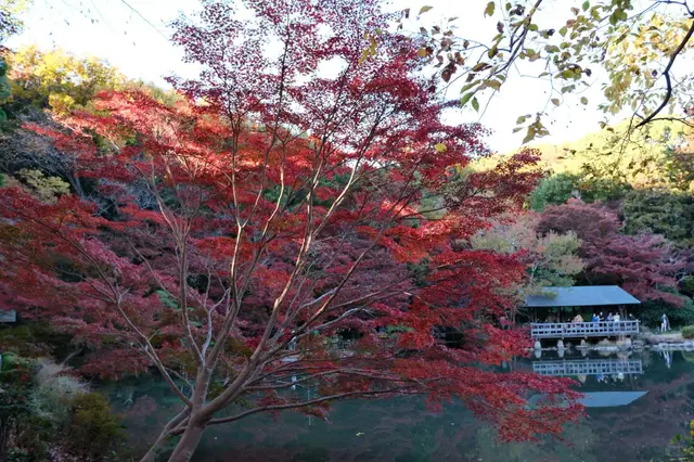 植物园红叶掩映的池塘与临水凉亭